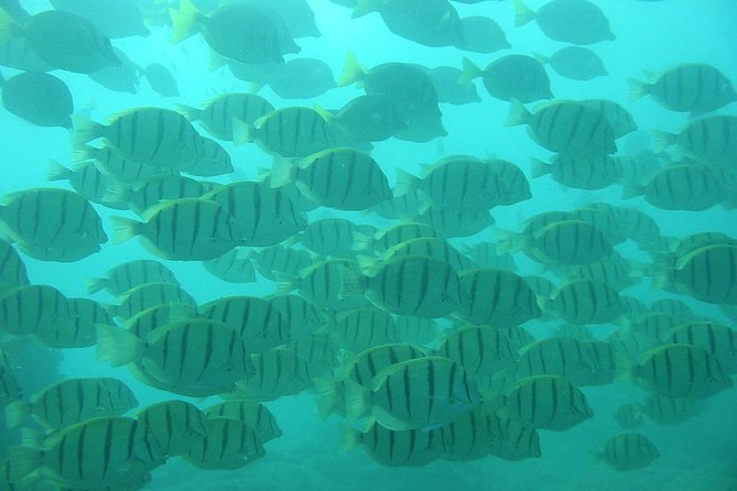Private Snorkel Cruise in Cabo San Lucas - Who will get the best value from this Cabo cruise