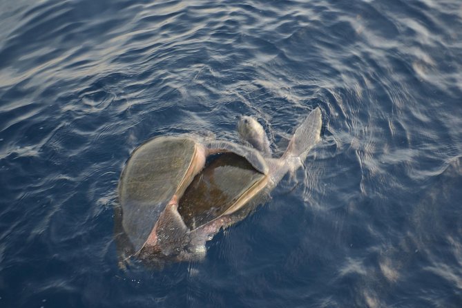 Private Snorkel Cruise in Cabo San Lucas - Is the $1,000 private price worth it?