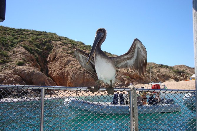 Private Snorkel Cruise in Cabo San Lucas - An open bar that changes the character of the trip