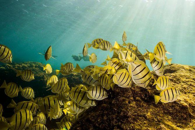 Private Snorkeling Tour in Cabo San Lucas - The two-hour route: Pelican Rock and the marine park