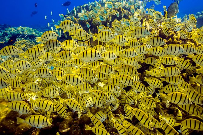 Private Snorkeling Tour in Cabo San Lucas - Is four hours worth the extra time?