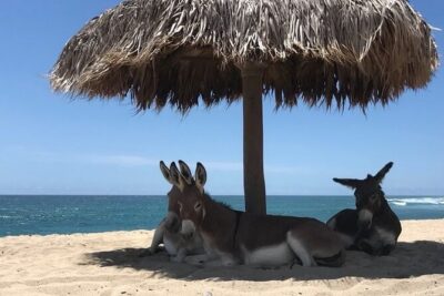 Private Surf Lesson in Baja, East Cape