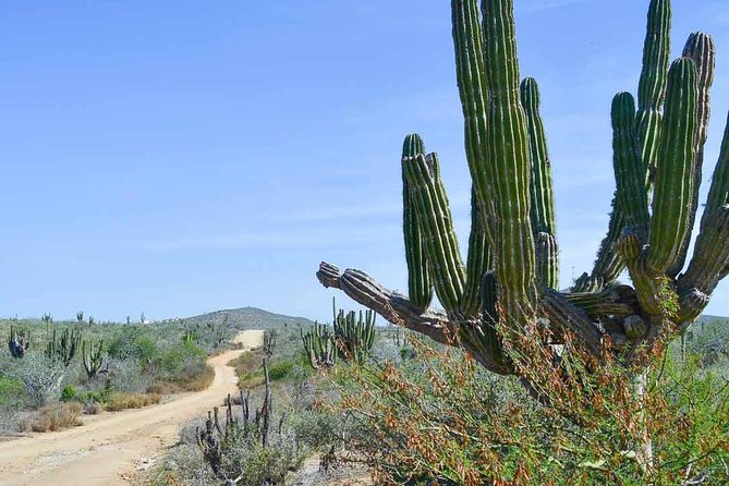 Private Todos Santos Jeep - Back roads through the Sierra Laguna Mountains