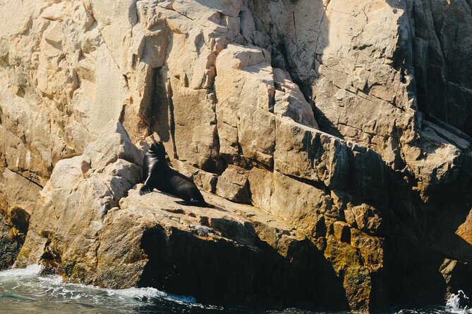 Private Tour to the Arch of Cabo San Lucas by Glass Bottom Boat - Guide quality, photos, and safety