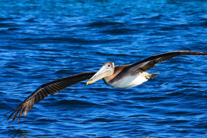 PRIVATE Whale Watch Tour | Cabo San Lucas | Biologist | FREE Pics - Searching for humpback and grey whales
