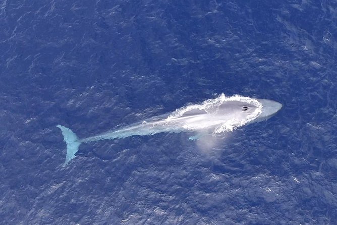 PRIVATE Whale Watch Tour | Cabo San Lucas | Biologist | FREE Pics - Other marine life beyond the whales