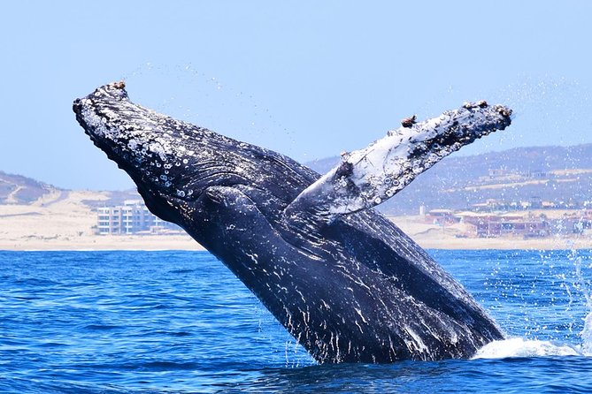 PRIVATE Whale Watch Tour | Cabo San Lucas | Biologist | FREE Pics - Free photos, and one practical follow-up tip