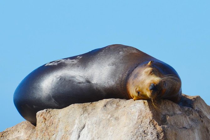 PRIVATE Whale Watch Tour | Cabo San Lucas | Biologist | FREE Pics - Is $369.50 per person a good value?