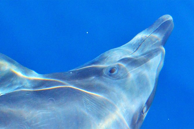 PRIVATE Whale Watch Tour | Cabo San Lucas | Biologist | FREE Pics - Timing, comfort, and what to bring