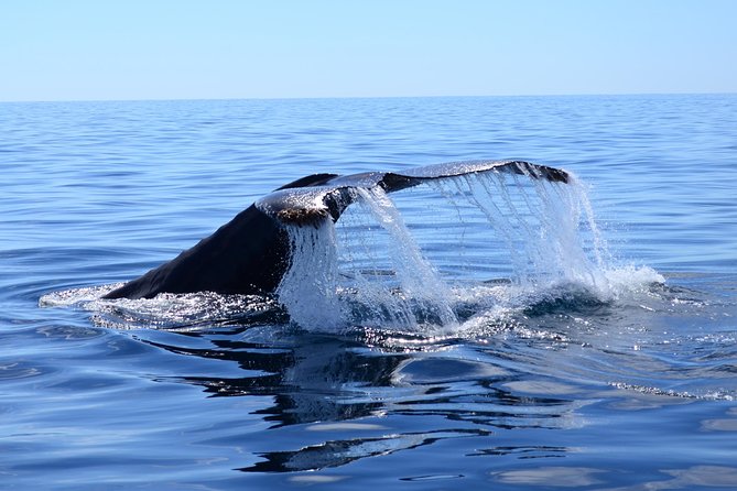 PRIVATE Whale Watch Tour | Cabo San Lucas | Biologist | FREE Pics - Leaving the marina for Cabo’s famous Arch