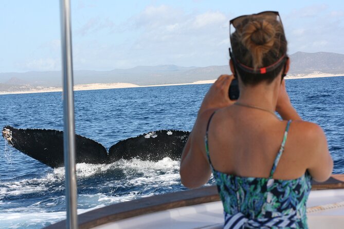 Private Whale Watching in San José del Cabo - Key points to know before booking