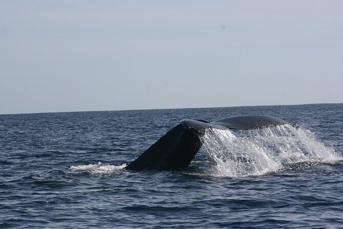 Private Whale Watching in San José del Cabo - Why the whale watching feels personal