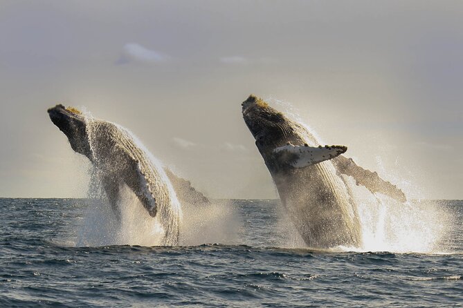 Private Whale Watching in San José del Cabo - What happens on the water