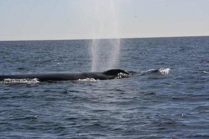 Private Whale Watching in San José del Cabo - The hydrophone adds something you cannot get from shore