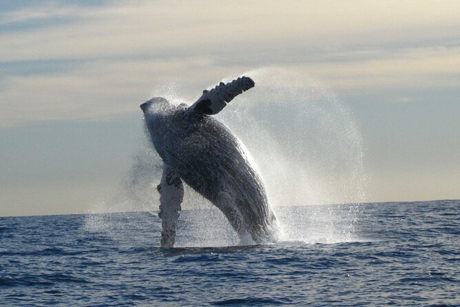 Private Whale Watching in San José del Cabo - Private does not mean rushed