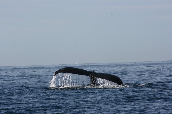 Private Whale Watching in San José del Cabo - Timing matters more than most people expect