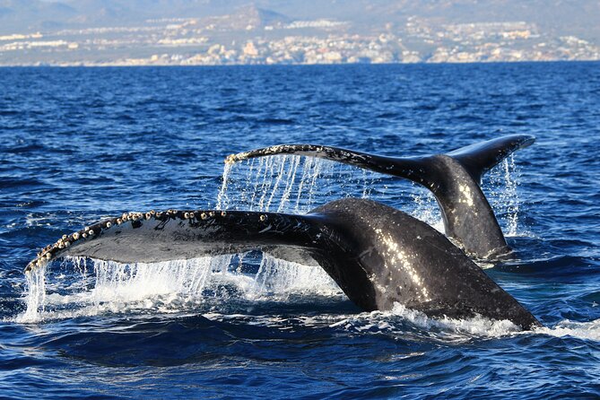 Private Whale Watching in San José del Cabo - What to bring and how to prepare
