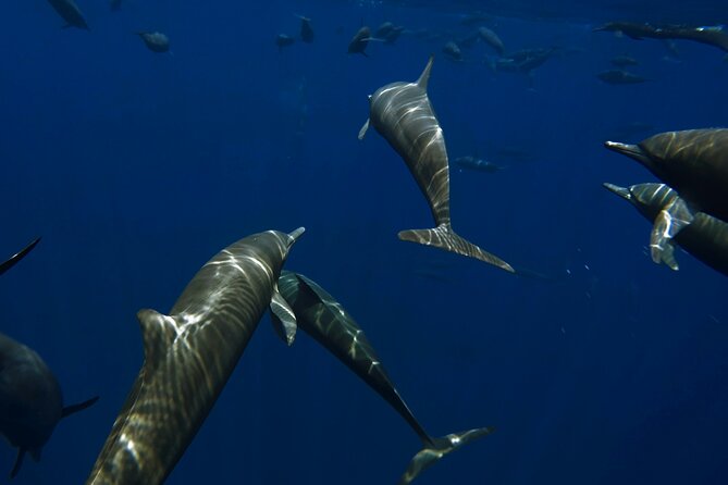 Private Wild Dolphin Encounter Day Trip - Key points to know before you book