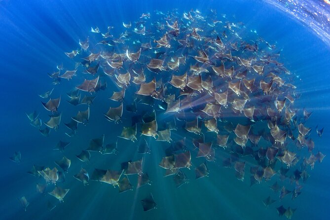 Private Wild Dolphin Encounter Day Trip - Snorkeling near secluded reefs