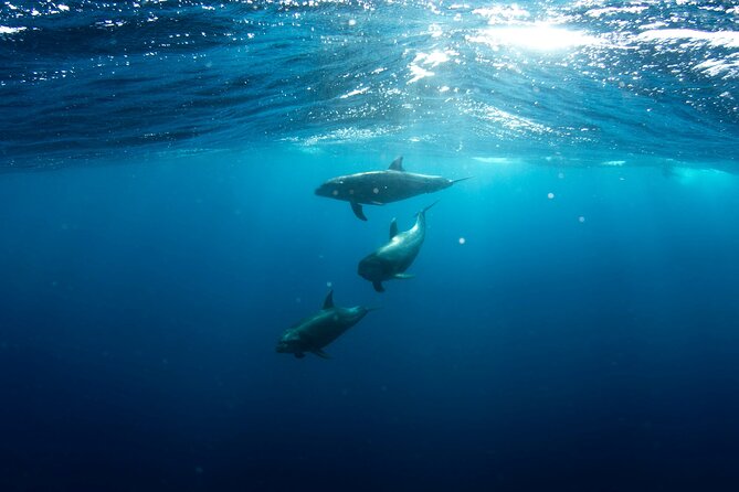 Private Wild Dolphin Encounter Day Trip - A simple picnic on a secluded beach