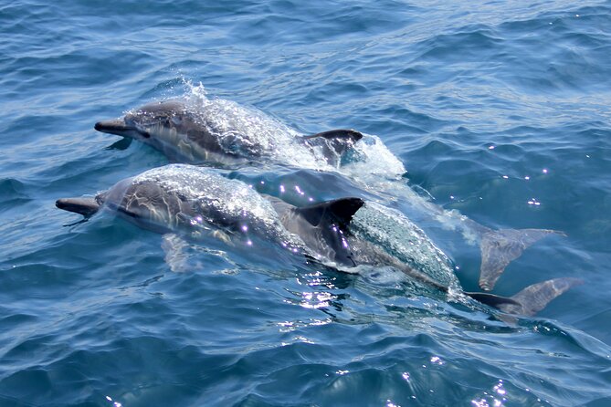Private Wild Dolphin Encounter Day Trip - Is $295 a good value?