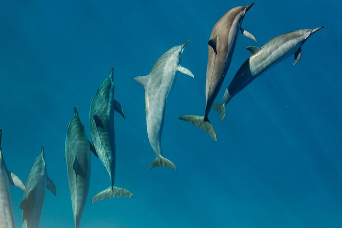 Private Wild Dolphin Encounter Day Trip - Six hours searching for wild dolphins