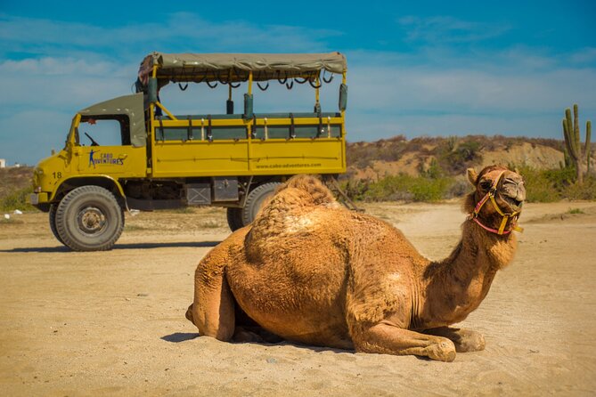 Safari with Camel Caravan to Explore Baja’s Nature, Culture and Cuisine - The short coastal trail to the camels