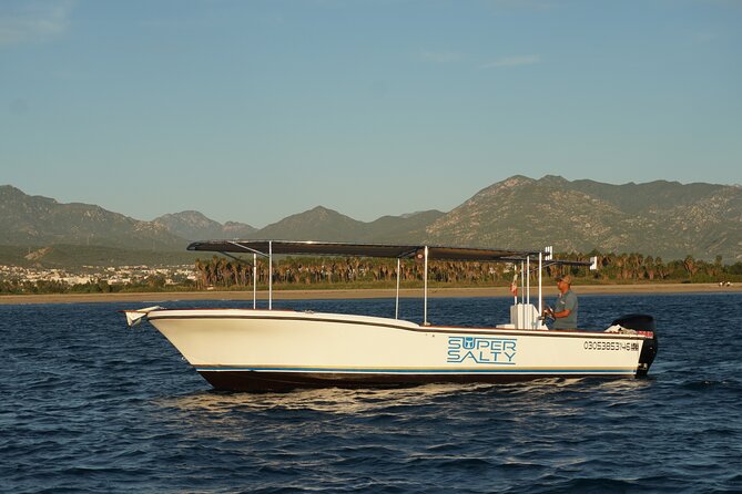 San Jose del Cabo Small-Group Sunrise Whale Watching - Humpbacks, gray whales, and seasonal timing