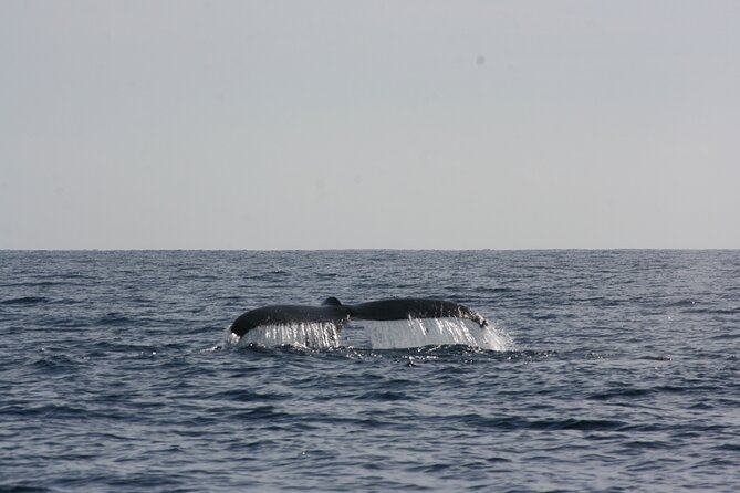San Jose del Cabo Small-Group Sunrise Whale Watching - Small-group size and the guide experience
