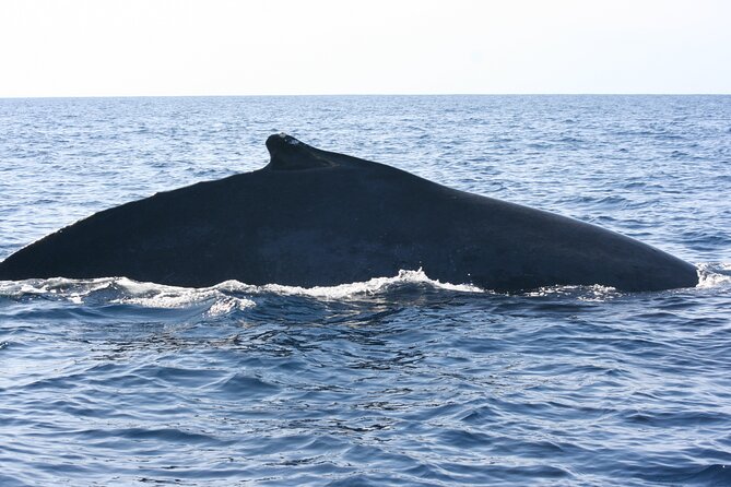 San Jose del Cabo Small-Group Sunrise Whale Watching - Comfort, safety, and the feel of the boat