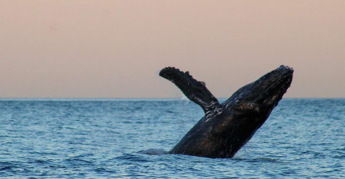San Jose del Cabo Sunset Whale Watching - Who should book this sunset whale watch?