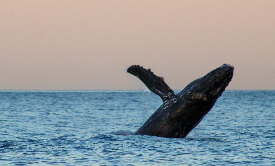 San Jose del Cabo Sunset Whale Watching - Safety briefing before the boat leaves