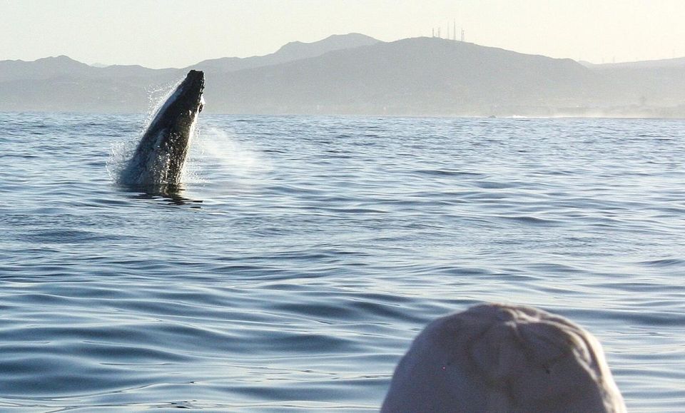 San Jose del Cabo Sunset Whale Watching - Hearing whales through a hydrophone