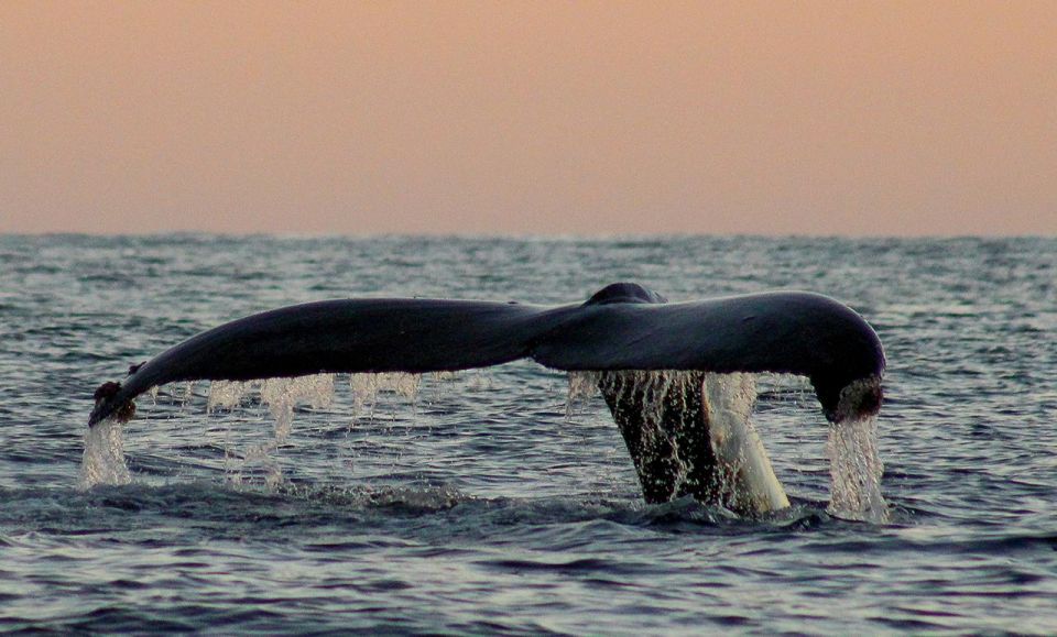 San Jose del Cabo Sunset Whale Watching - The role of the marine biologist guide
