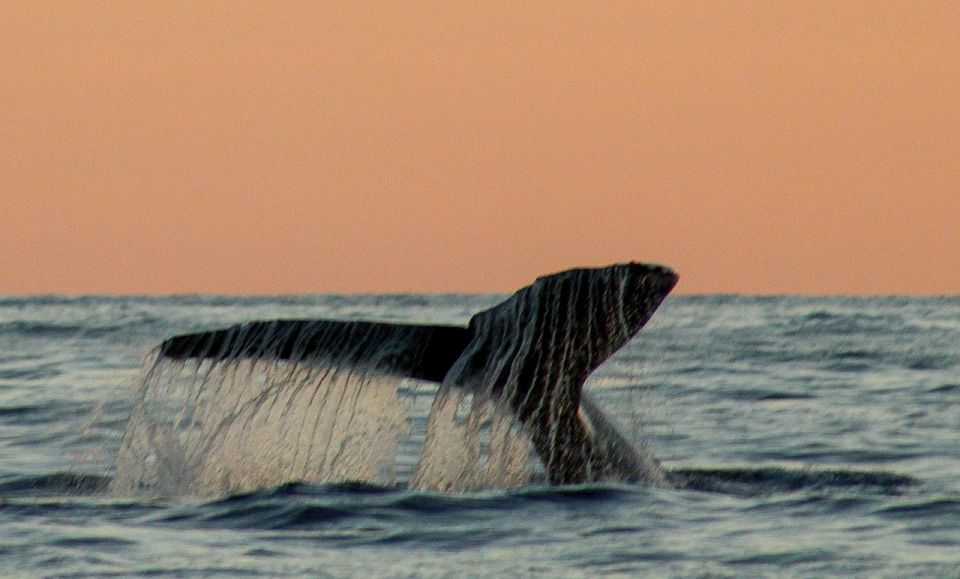 San Jose del Cabo Sunset Whale Watching - Is $100 a fair price?