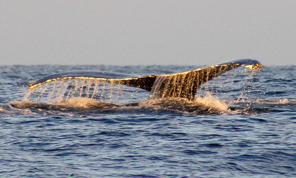 San Jose del Cabo Sunset Whale Watching - Starting at Callejon Pez Sierra 5
