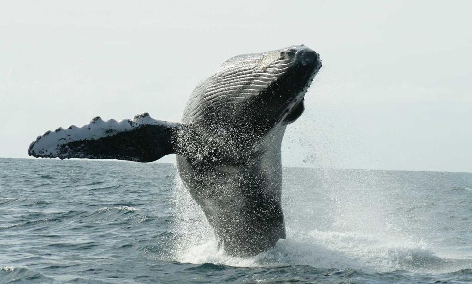 San Jose del Cabo Whale Watching - Why this two-hour whale watch feels personal