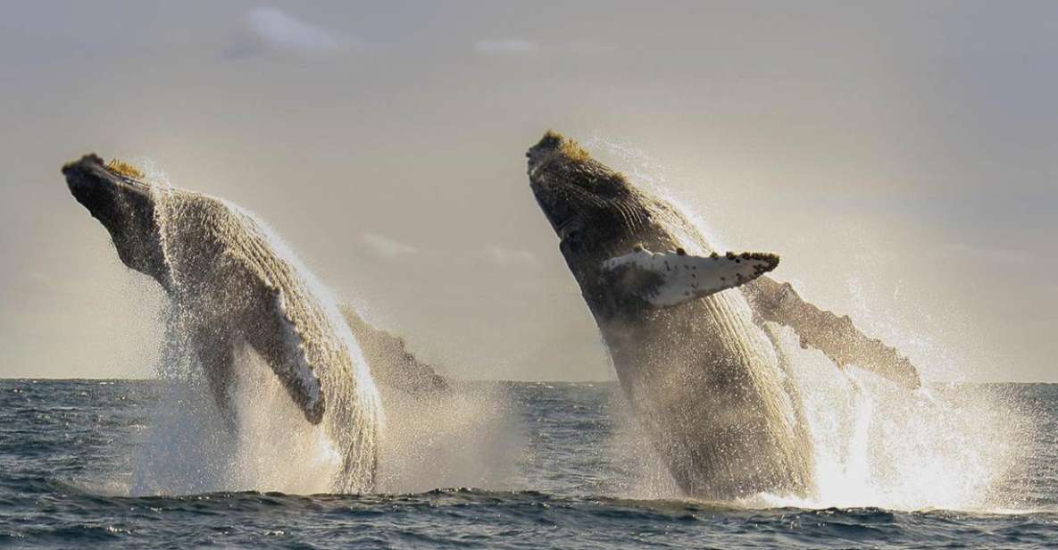 San Jose del Cabo Whale Watching - The seasonal setting from December 15 through April 30