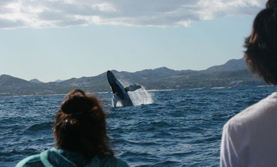 San Jose del Cabo Whale Watching - What happens during the eight-minute walk