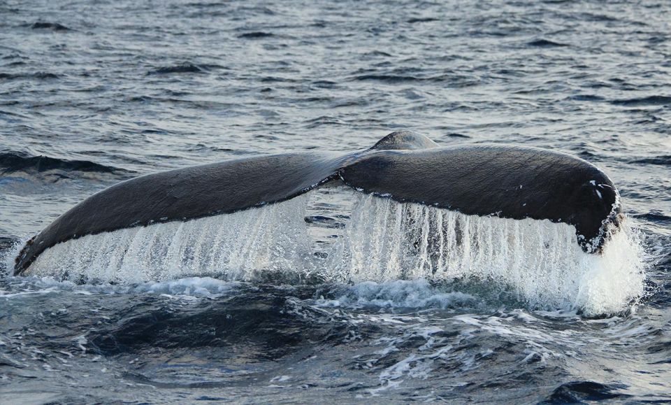 San Jose del Cabo Whale Watching - The boat cruise and safety briefing