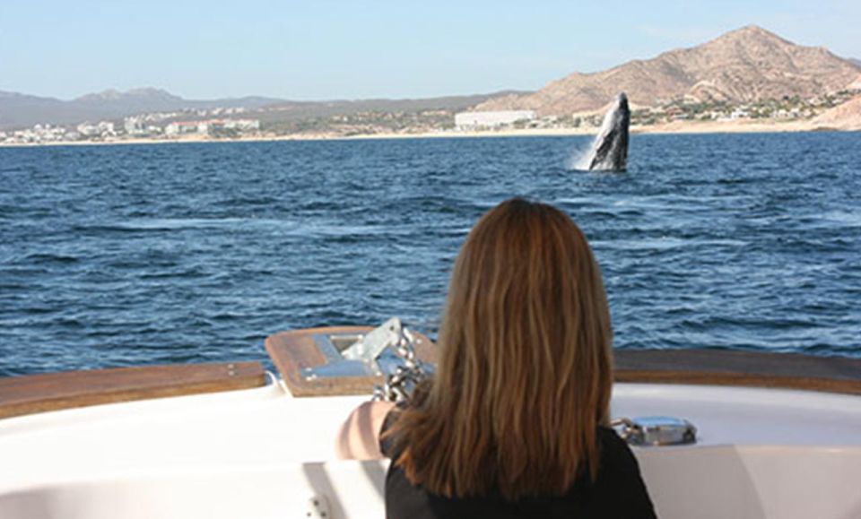 San Jose del Cabo Whale Watching - Looking for humpback and gray whales