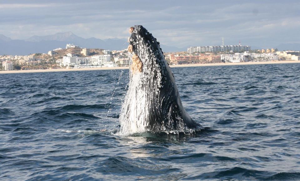 San Jose del Cabo Whale Watching - Hearing whales through the hydrophone