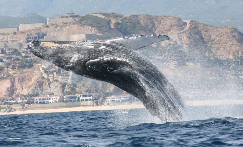 San Jose del Cabo Whale Watching - Water, snacks, life jackets, and the photo service