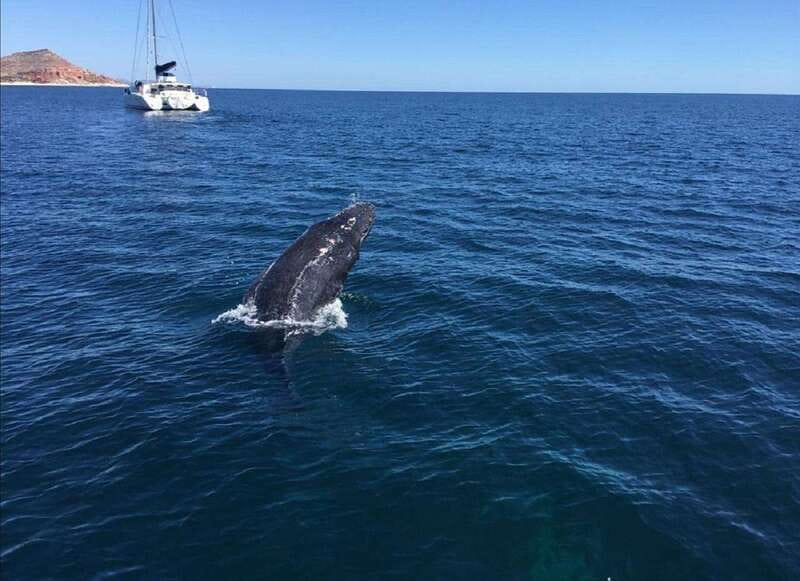 San José del Cabo: Whale Watching Experience - Key points about this San José del Cabo whale watch