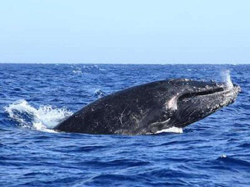 San José del Cabo: Whale Watching Experience - Setting out with Open Water Expeditions