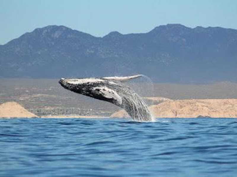 San José del Cabo: Whale Watching Experience - Mother whales, calves, and the most meaningful sightings