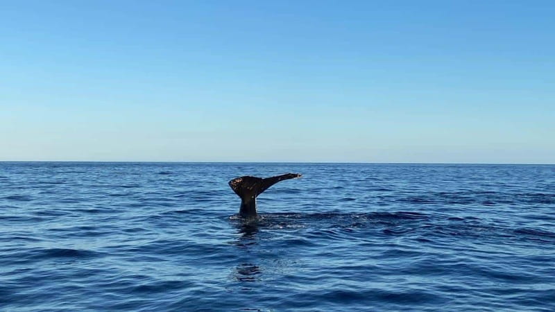 San José del Cabo: Whale Watching Experience - What the $110 price really includes