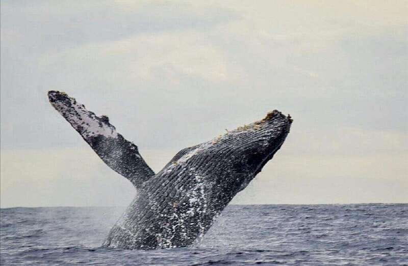 San José del Cabo: Whale Watching Experience - Staying comfortable on a chilly open boat