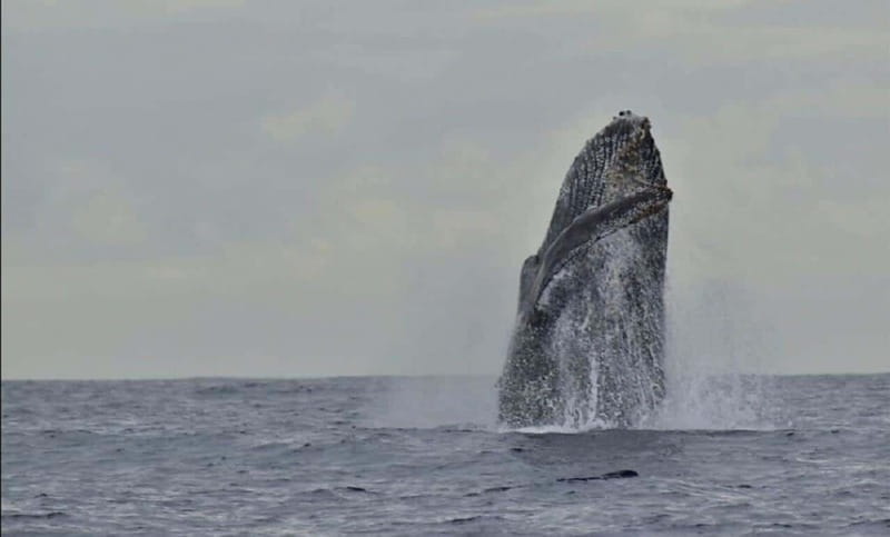 San José del Cabo: Whale Watching Experience - Who will enjoy this whale-watching trip most