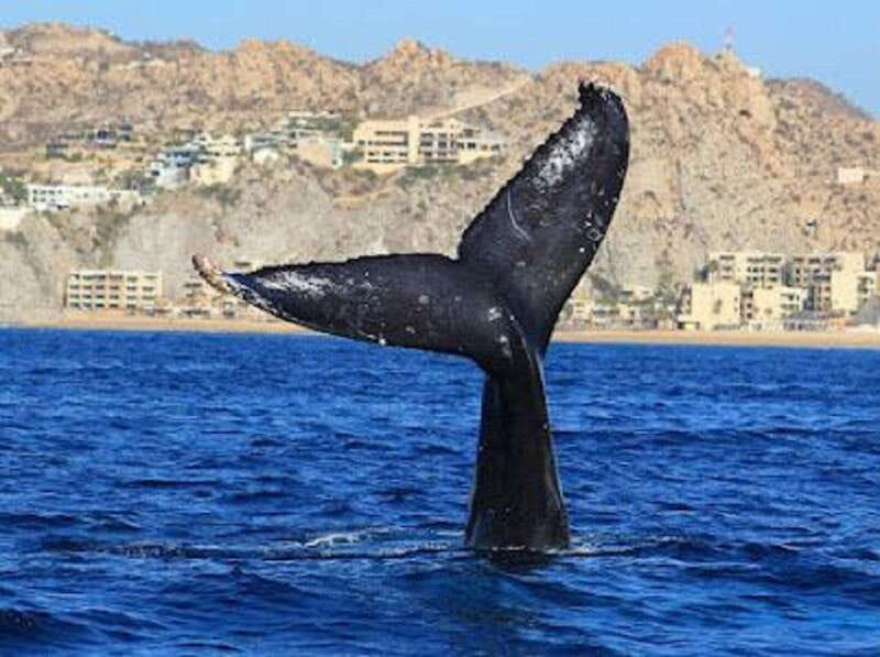 San José del Cabo: Whale Watching Experience - Why humpback season matters from December through April
